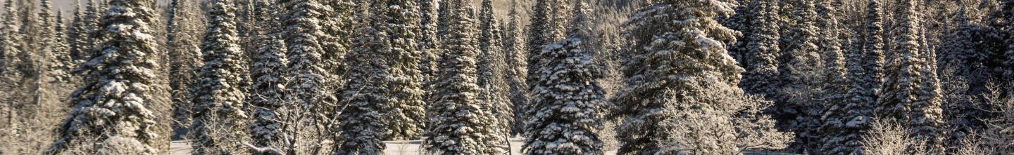 skier in snow walking towards a forest and mountains