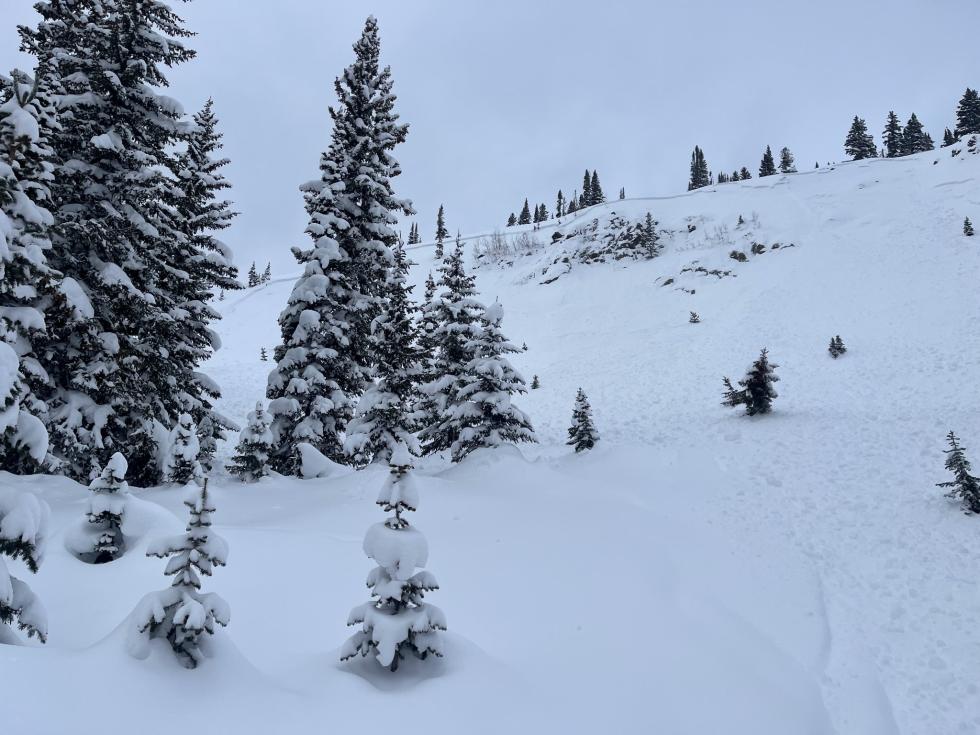 Stormy picture showing small trees and an avalanche crown. 