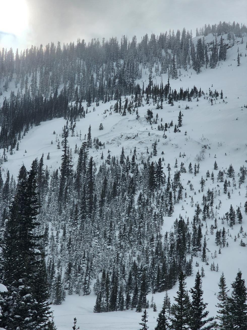 Avalanche on a distance forested slope.