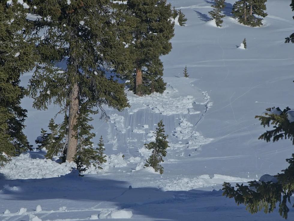 Looking at a small wet avalanche on a slope beyond a tree. 